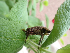 Protaetia orientalis