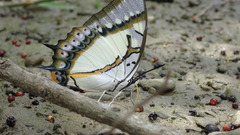 Polyura eudamippus formosana