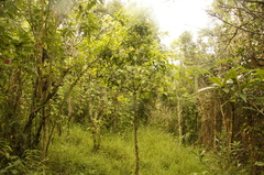 Zinowiewia australis