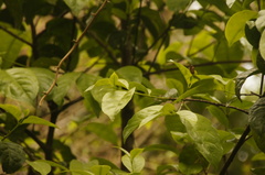 Zinowiewia australis