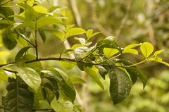 Zinowiewia australis