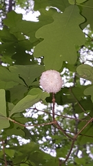 Callirhytis seminator