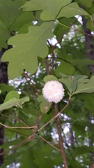 Callirhytis seminator