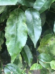 Prunus lusitanica