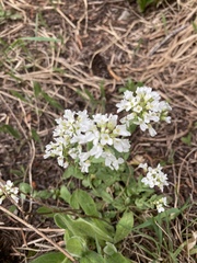 Noccaea fendleri