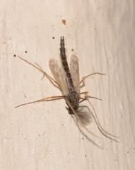 Polypedilum nubiferum