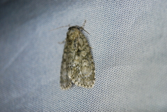 Acronicta retardata
