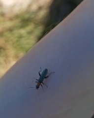 Oedemera croceicollis