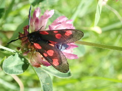 Zygaena lonicerae