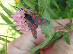 Zygaena lonicerae
