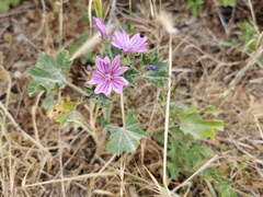 Malva sylvestris sylvestris