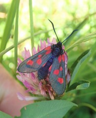 Zygaena lonicerae