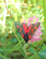Zygaena lonicerae
