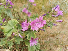 Malva sylvestris sylvestris