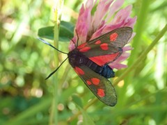 Zygaena lonicerae