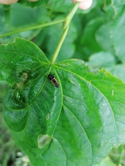 Harmonia axyridis