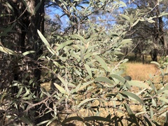 Acacia catenulata