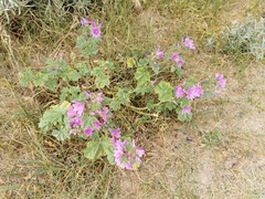 Malva sylvestris sylvestris