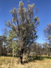 Acacia catenulata
