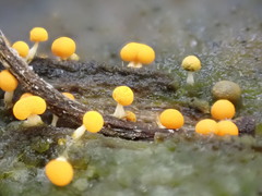 Physarum melleum