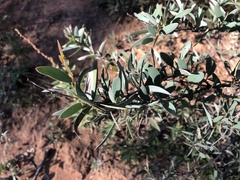 Acacia catenulata
