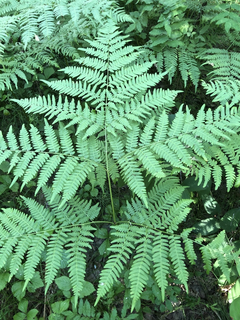 pinewood bracken