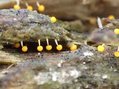 Physarum melleum