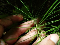 Equisetum pratense