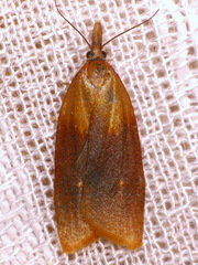 Sparganothis violaceana