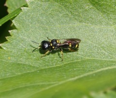 Ectemnius stirpicola
