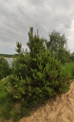 Pinus sylvestris