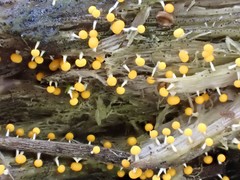 Physarum melleum