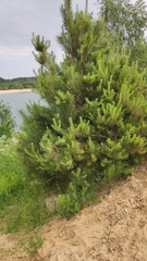 Pinus sylvestris