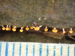 Physarum melleum