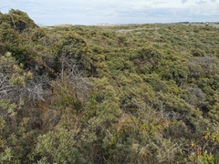 Hippophae rhamnoides