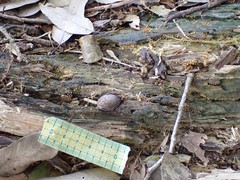 Physarum melleum