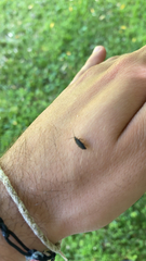 Lucidota atra