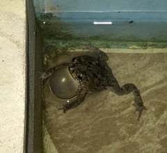 Rhinella humboldti