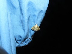 Evergestis pallidata