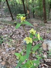 Lysimachia tonsa