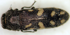 Acmaeoderopsis prosopis