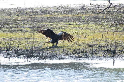 Bald Eagle photographed in Pennsylvania