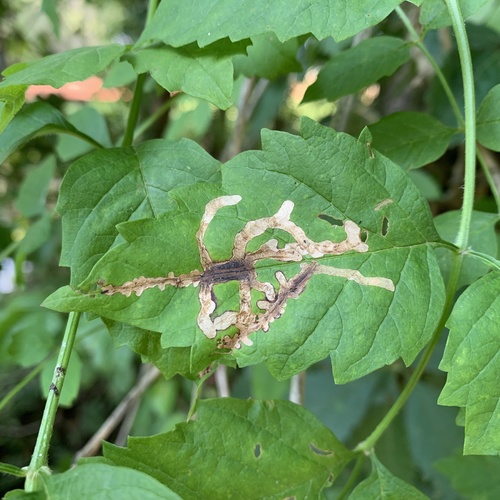 Trumpet Creeper Leafminer photo 2