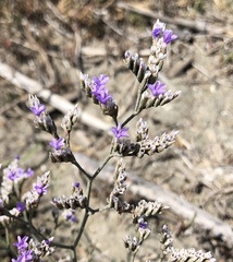 Limonium ramosissimum