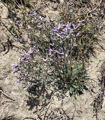 Limonium ramosissimum