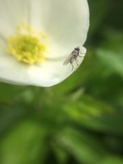 Diptera