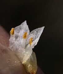 Cuscuta pacifica pacifica