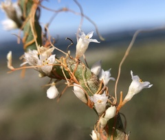 Cuscuta pacifica pacifica