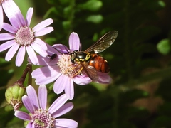 Chrysotoxum triarcuatum