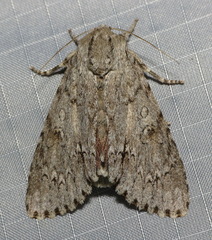 Acronicta americana